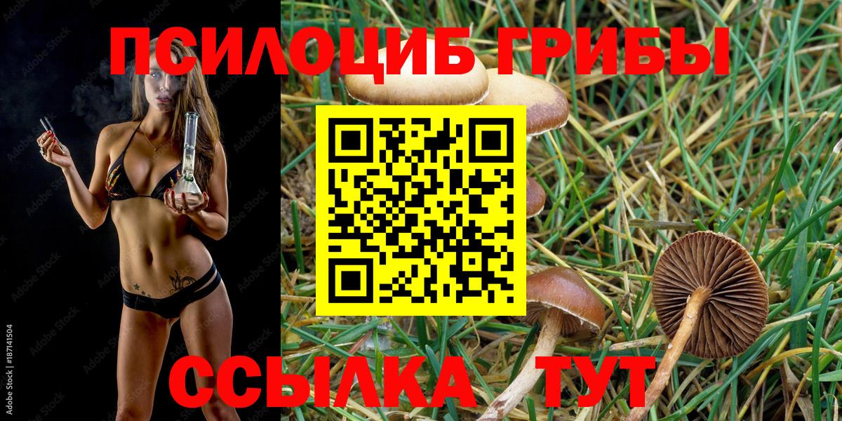 Балтийск  где купить наркоту  Вход с VPN  Псилоцибиновые грибы MAGIC MUSHROOMS  Псилоцибиновые грибы Psilocybe 